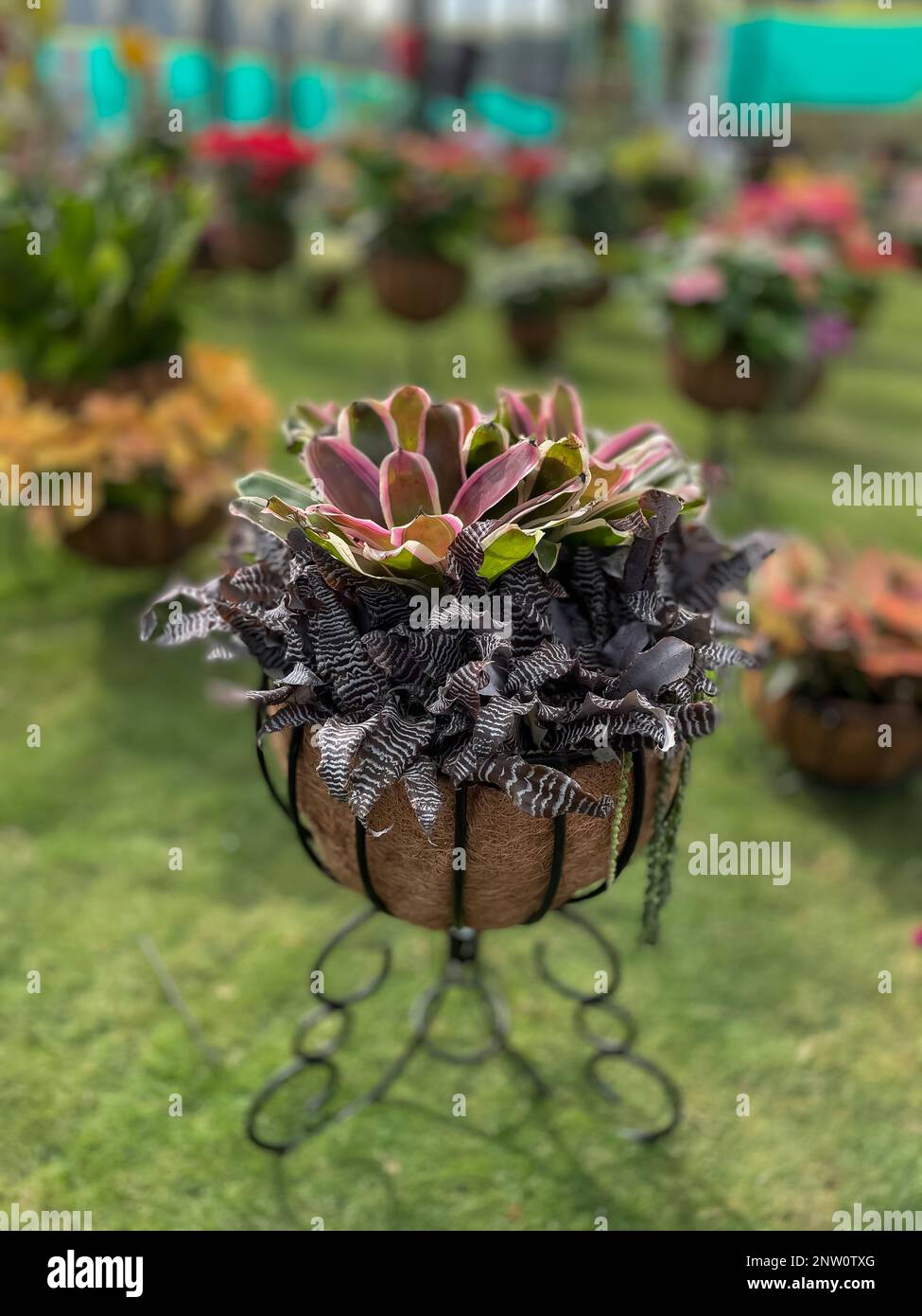 Selektives Fokusbild von farbenfrohen Blumen, die in einem Garten mit verschiedenen lebendigen Farben blühen Stockfoto