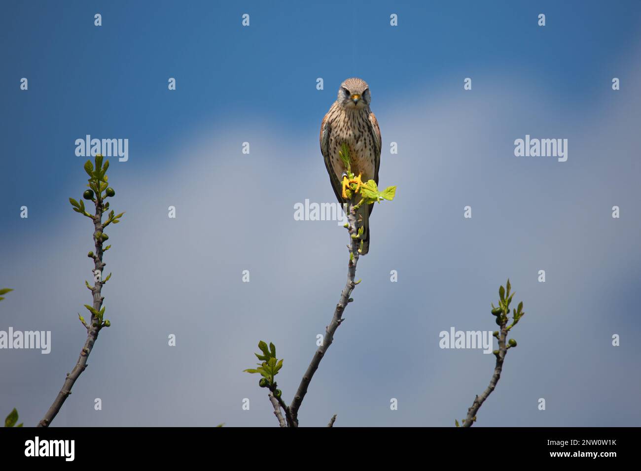 Falco tinnunculus weiblich Stockfoto