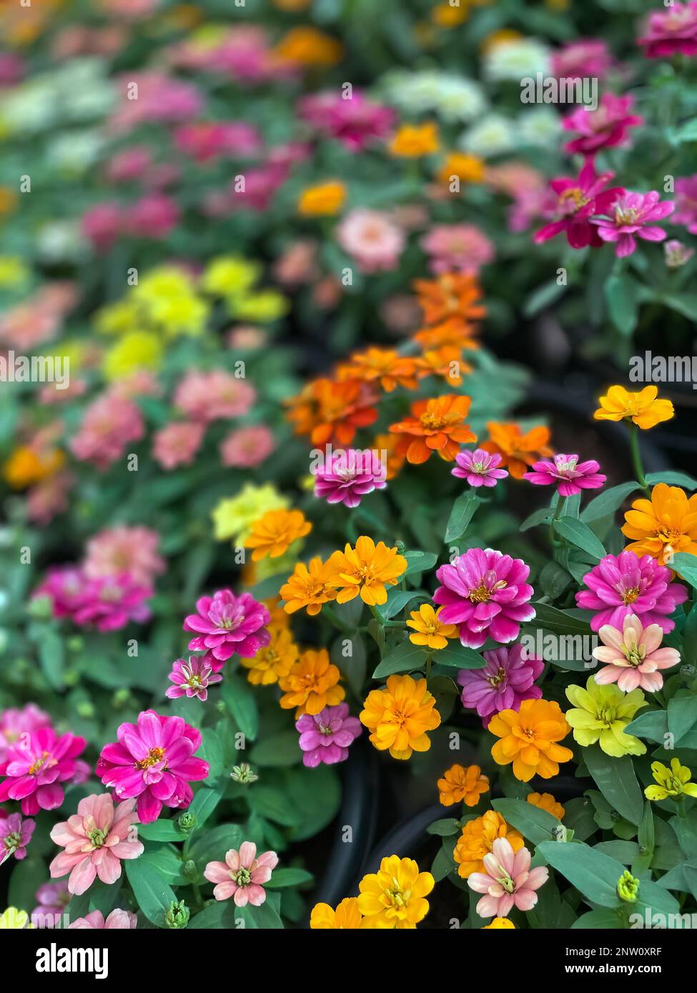 Selektives Fokusbild von Blumen in verschiedenen Farben in einem Blumenwettbewerb Stockfoto