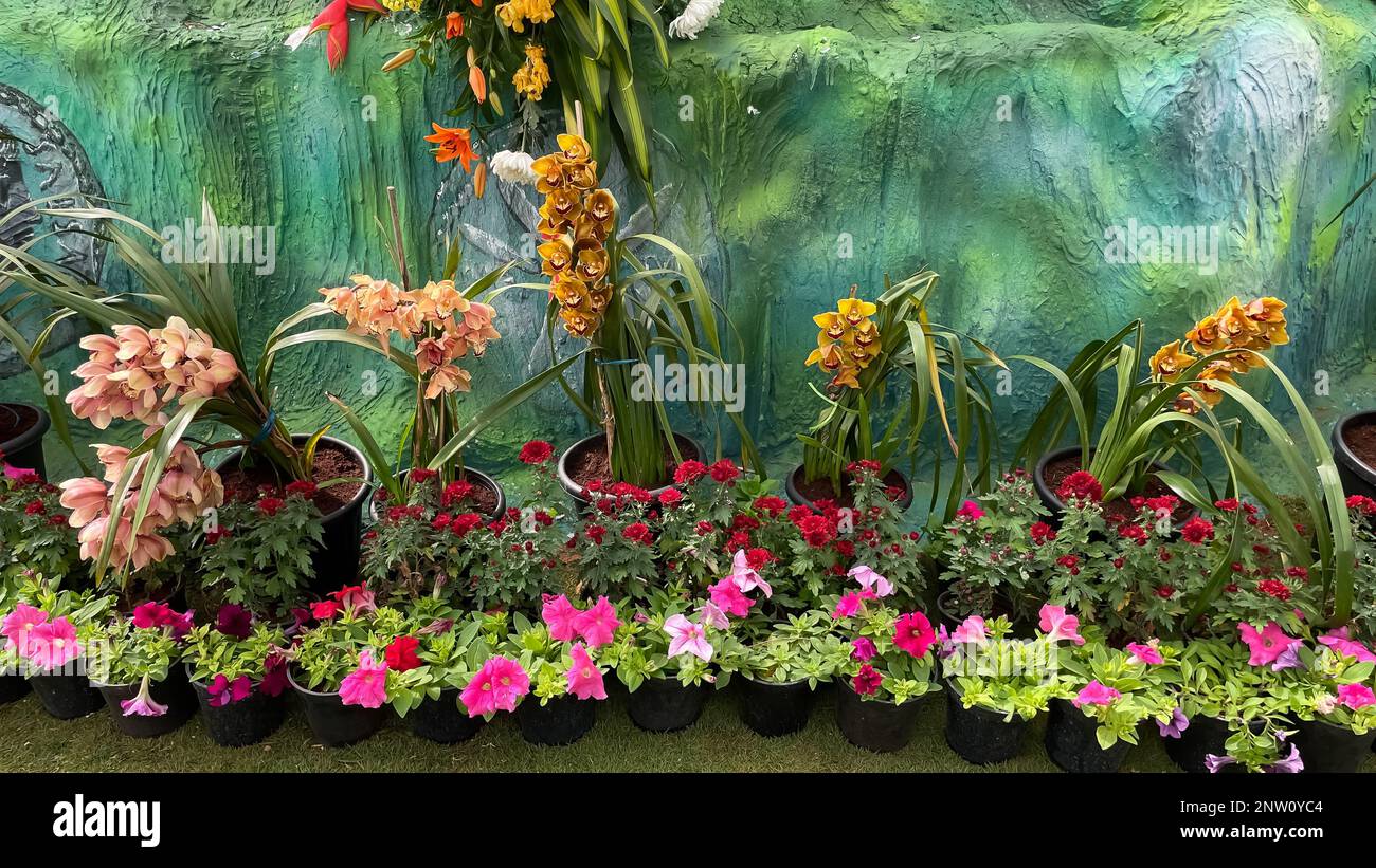 Selektives Fokusbild von farbenfrohen Blumen, die in einem Garten mit verschiedenen lebendigen Farben blühen Stockfoto
