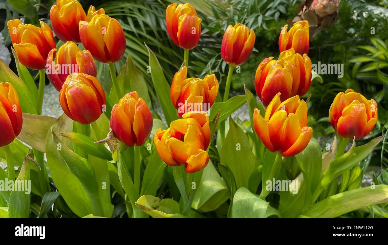 Wunderschöne rote und gelbe Tulpen blühen aufgrund der Frühlingssaison Stockfoto