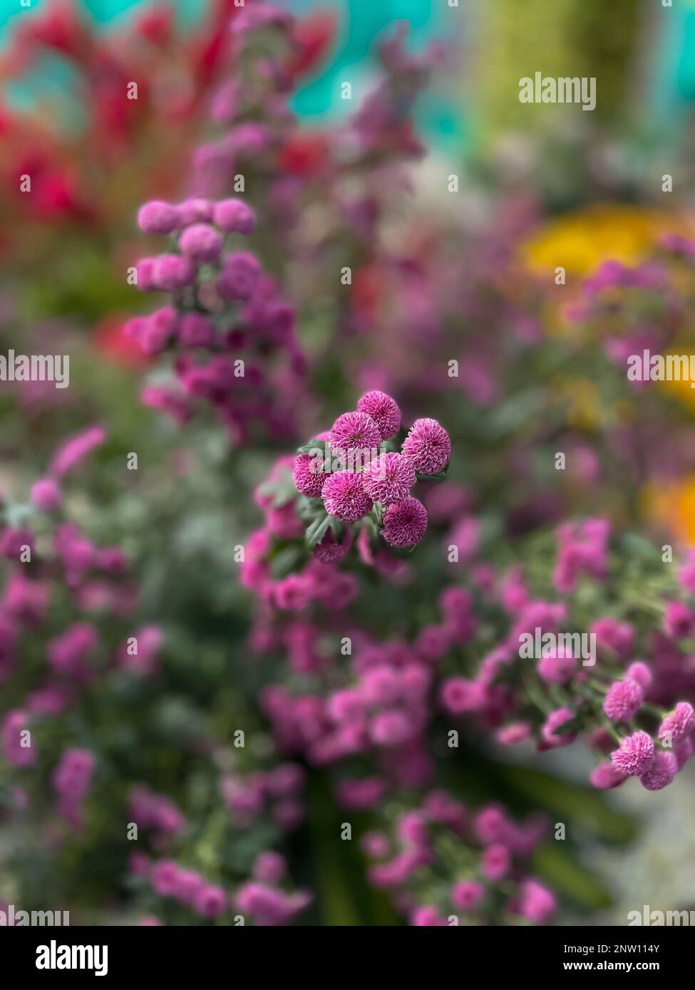 Nahaufnahme von rosa Blumen im Garten, Blumenhintergrund, Natur Stockfoto