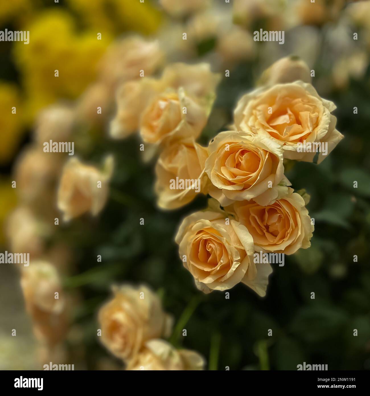 Selektives Fokusbild gelber Rosen, die im Frühling im Vordergrund blühen Stockfoto