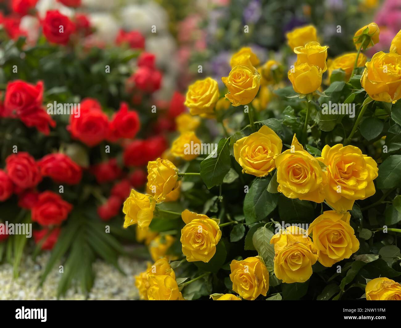 Selektives Fokusbild gelber Rosen, die im Frühling im Vordergrund blühen Stockfoto