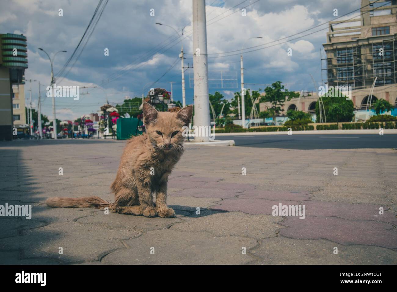 Streunende Katze auf den Straßen von Tiraspol, Transnistrien, an einem sonnigen Tag. Die arme Katze auf dem Bürgersteig in Tiraspol Stockfoto