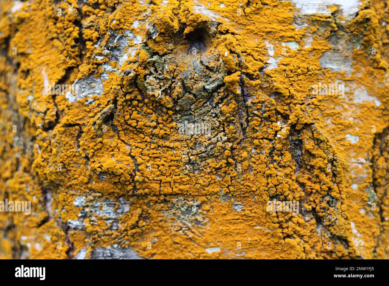 Nahaufnahme der silbernen Birkenrinde mit leuchtend orangefarbener gelber Flechte Stockfoto