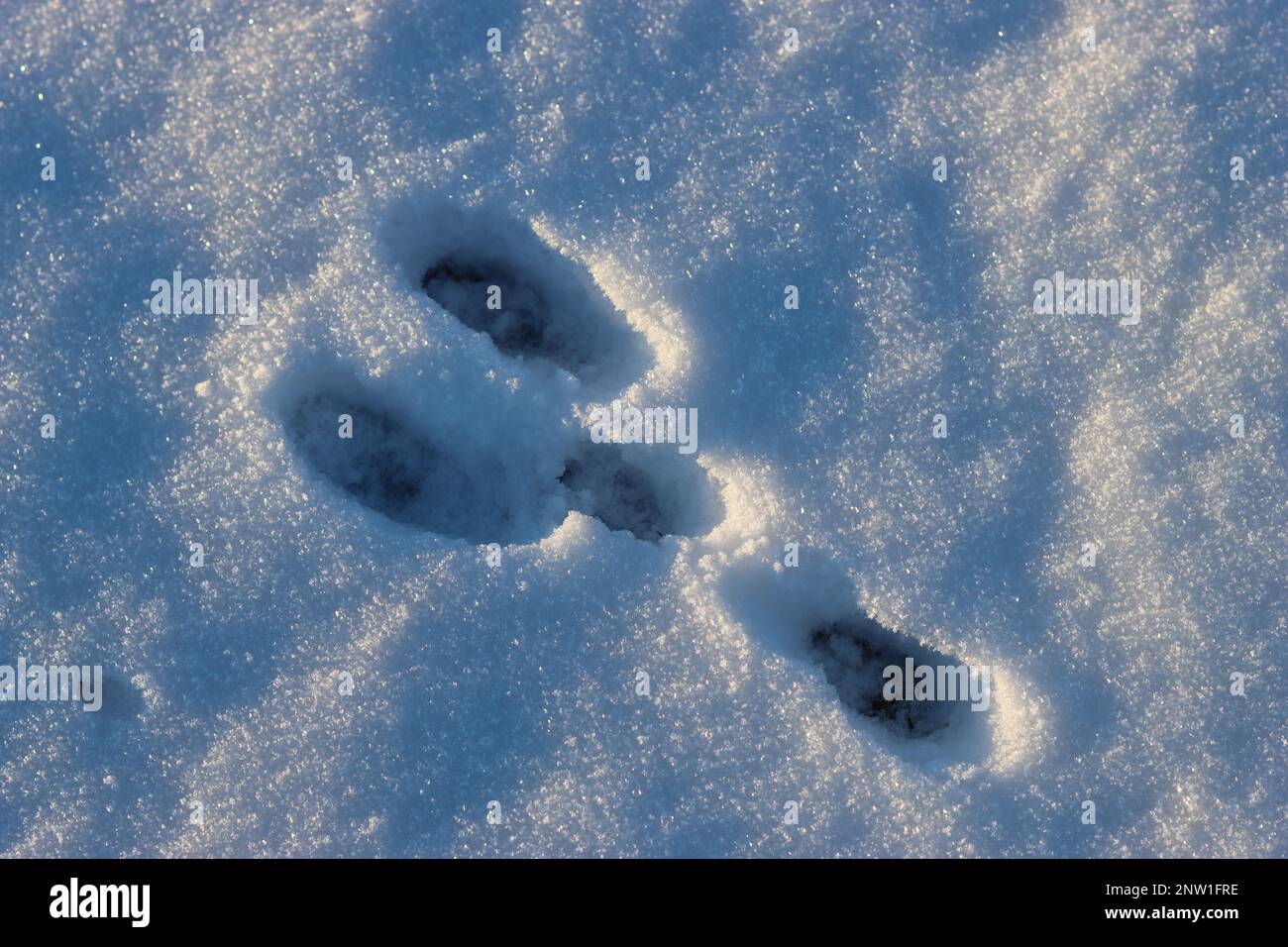 Hasenpfotendruck in frischem Schnee und hellem Sonnenschein Stockfoto