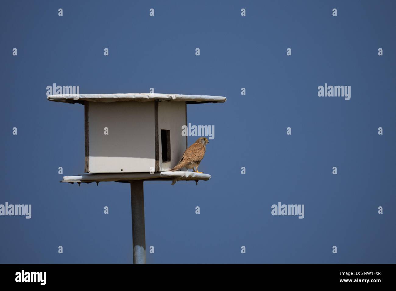 Falco tinnunculus (Falco tinnunculus) in der Tür einer Nistbox Stockfoto