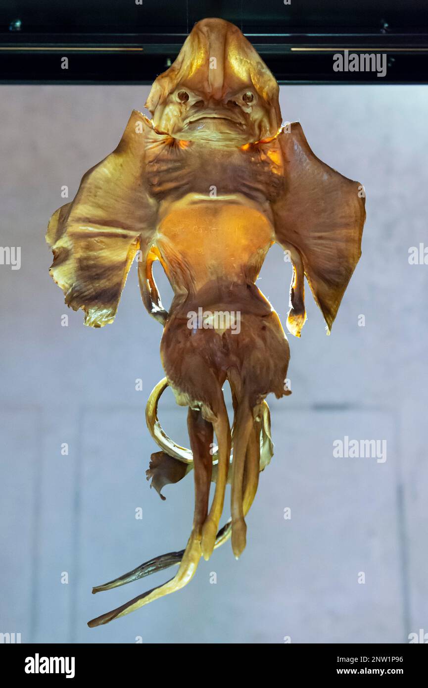 palazzo ducale, getrockneter Gitarrenfisch, mantua, italien Stockfoto