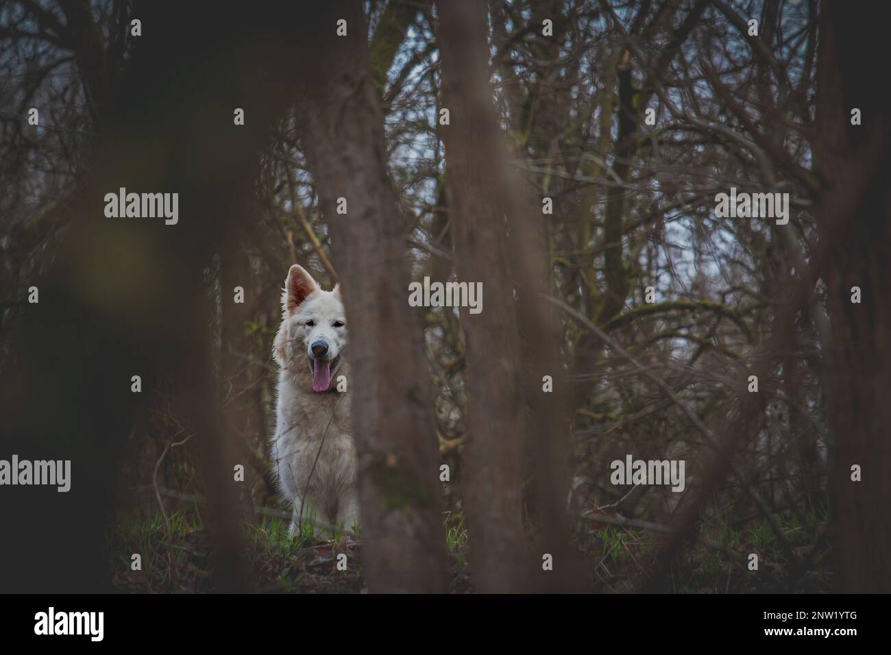 Ein wolfähnlicher Hund blickt hinter Bäumen im Wald entlang eines lokalen Kanals Stockfoto