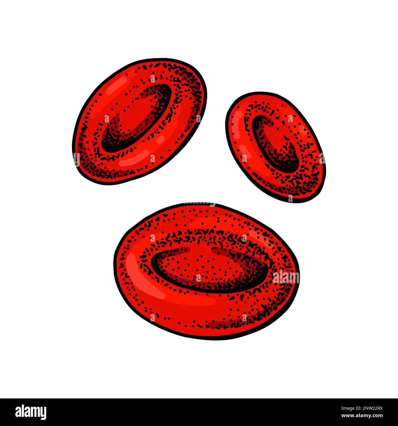 Erythrozytenrote Blutkörperchen auf weißem Hintergrund isoliert. Handgezeichnete mikrobiologische Vektordarstellung im Skizzenstil Stock Vektor
