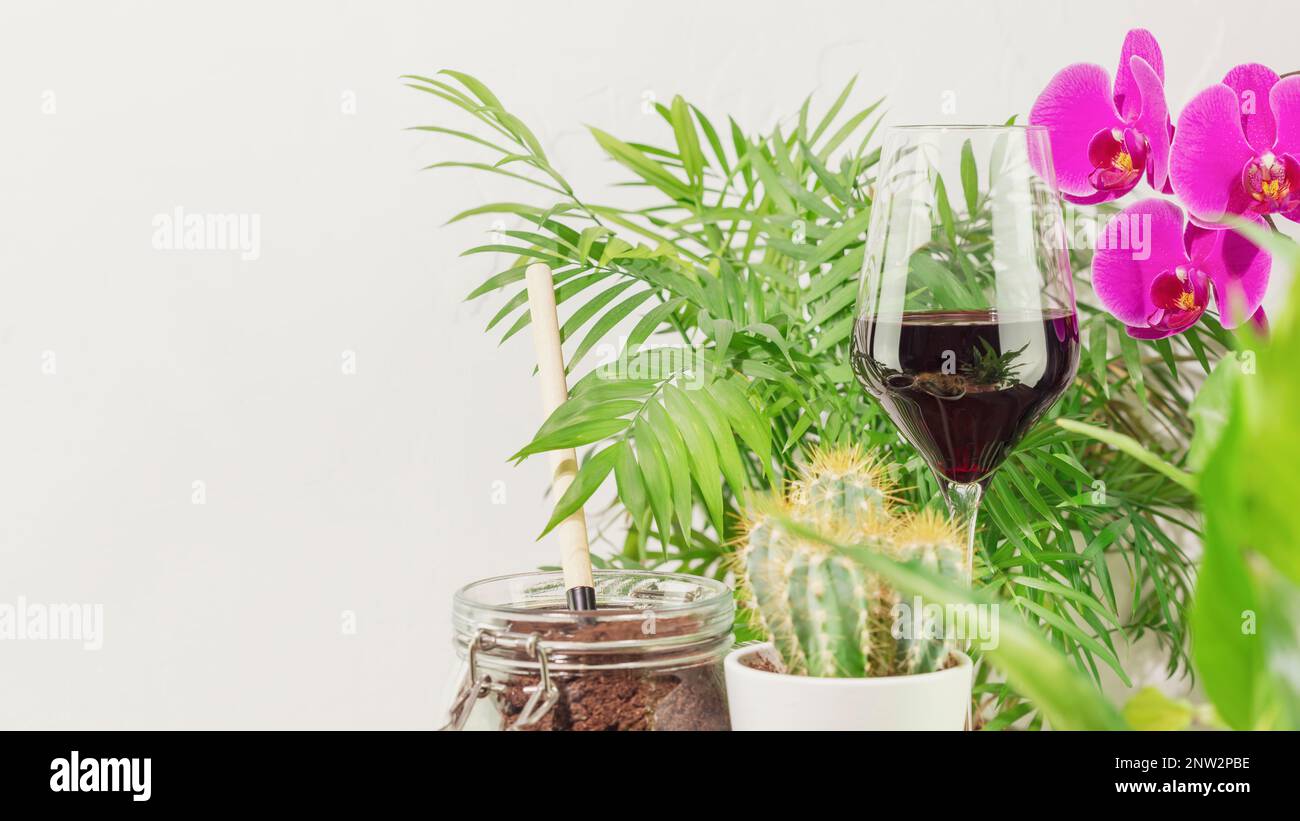 Nachhaltiges Stillleben mit Topfpflanzen, Sukkulenten mit Accessoires und einem Glas Rotwein. Umweltfreundlicher Innenraum. Heimgärtnern, Hobby, entspannen Stockfoto