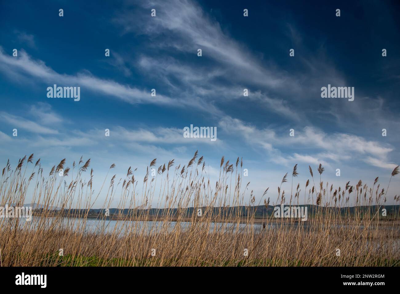 Hohe Sumpfvegetation im Suisun Marsh, Grizzly Island Wildlife Area an einem teilweise bewölkten Tag mit blauem Himmel und viel Platz zum Kopieren Stockfoto