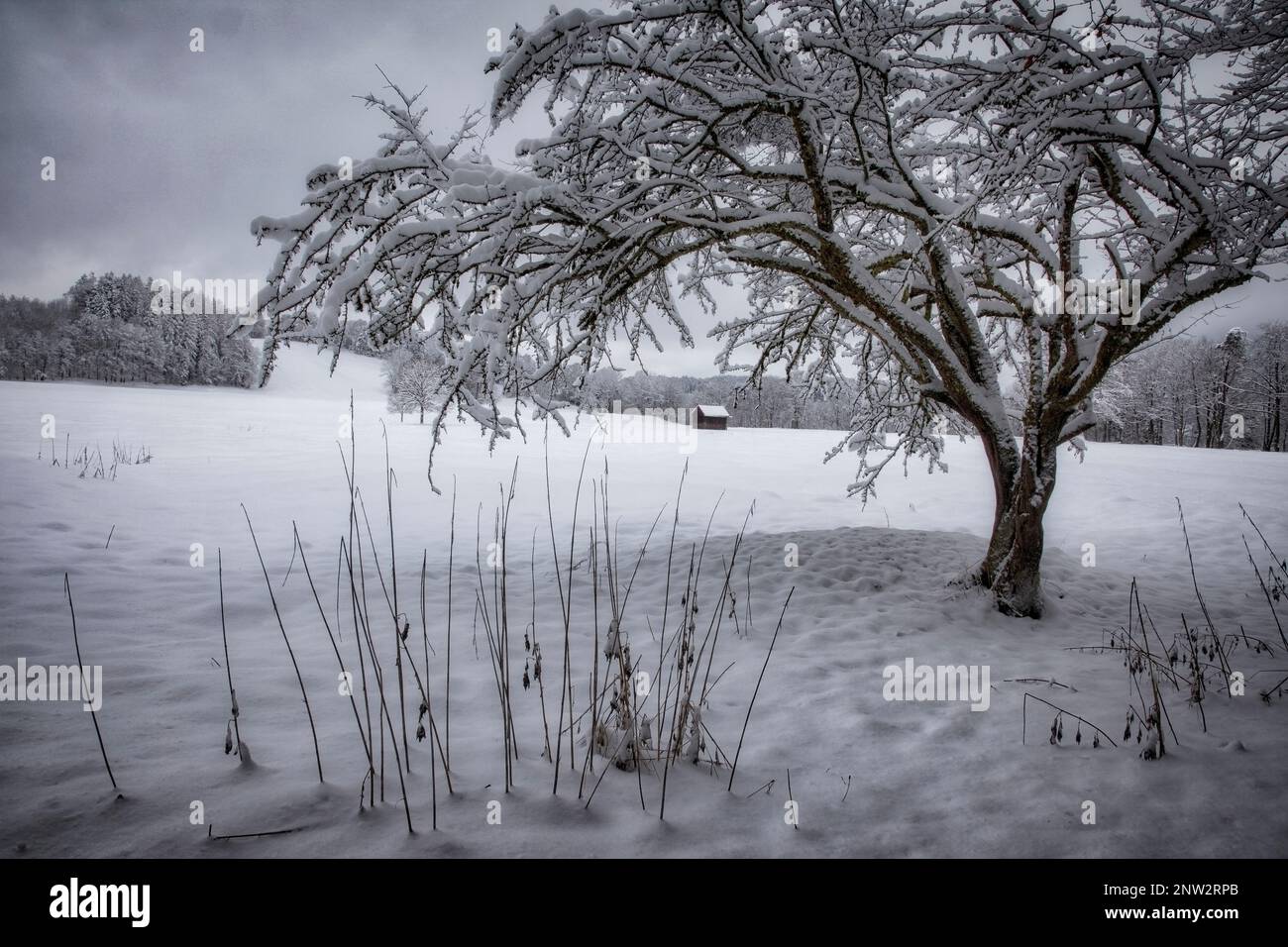 DE - BAYERN: Winterszene in der Nähe von Bad Toelz, Oberbayern, Deutschland Stockfoto
