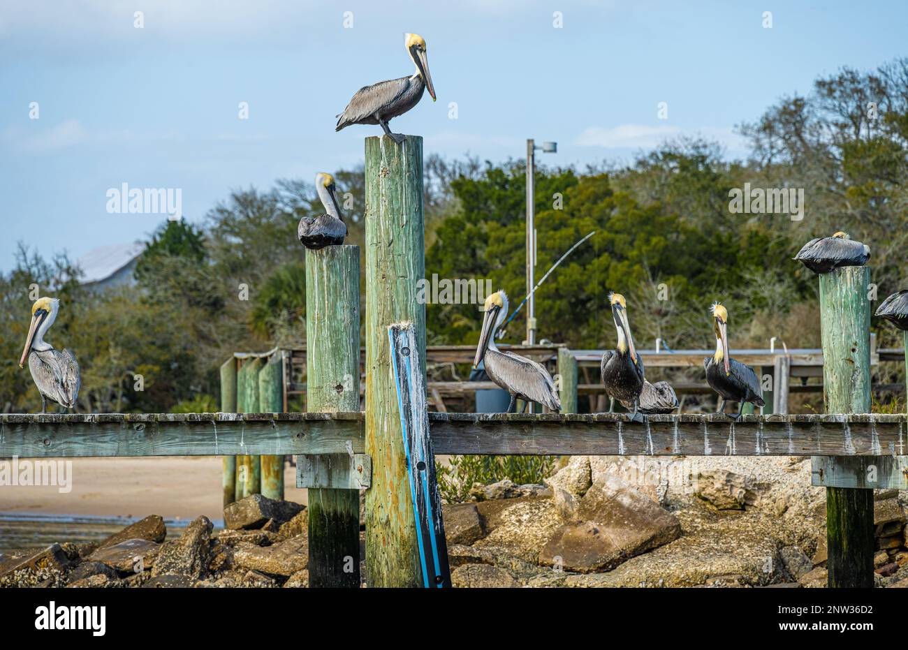 Braune Pelikane (Pelecanus occidentalis) hoch oben an einem Dock entlang des Tolomato River (Intracoastal Waterway) in St. Augustine, Florida. (USA) Stockfoto