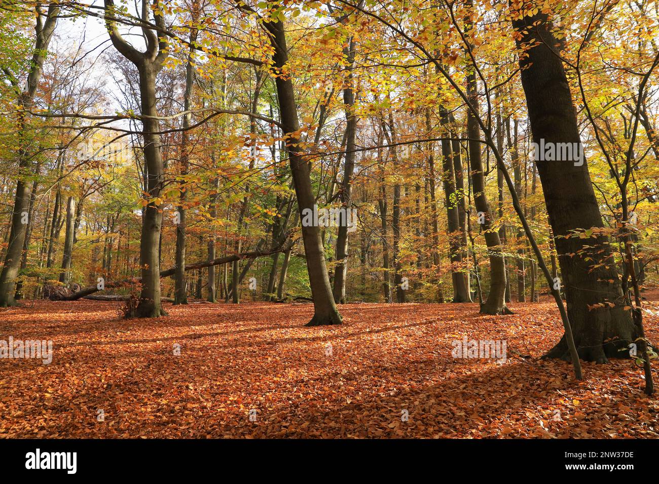 Der Mühlenteich (Mühlenteich) im Herbst auf der Burg Dammsmühle, Bundesland Brandenburg - Deutschland Stockfoto