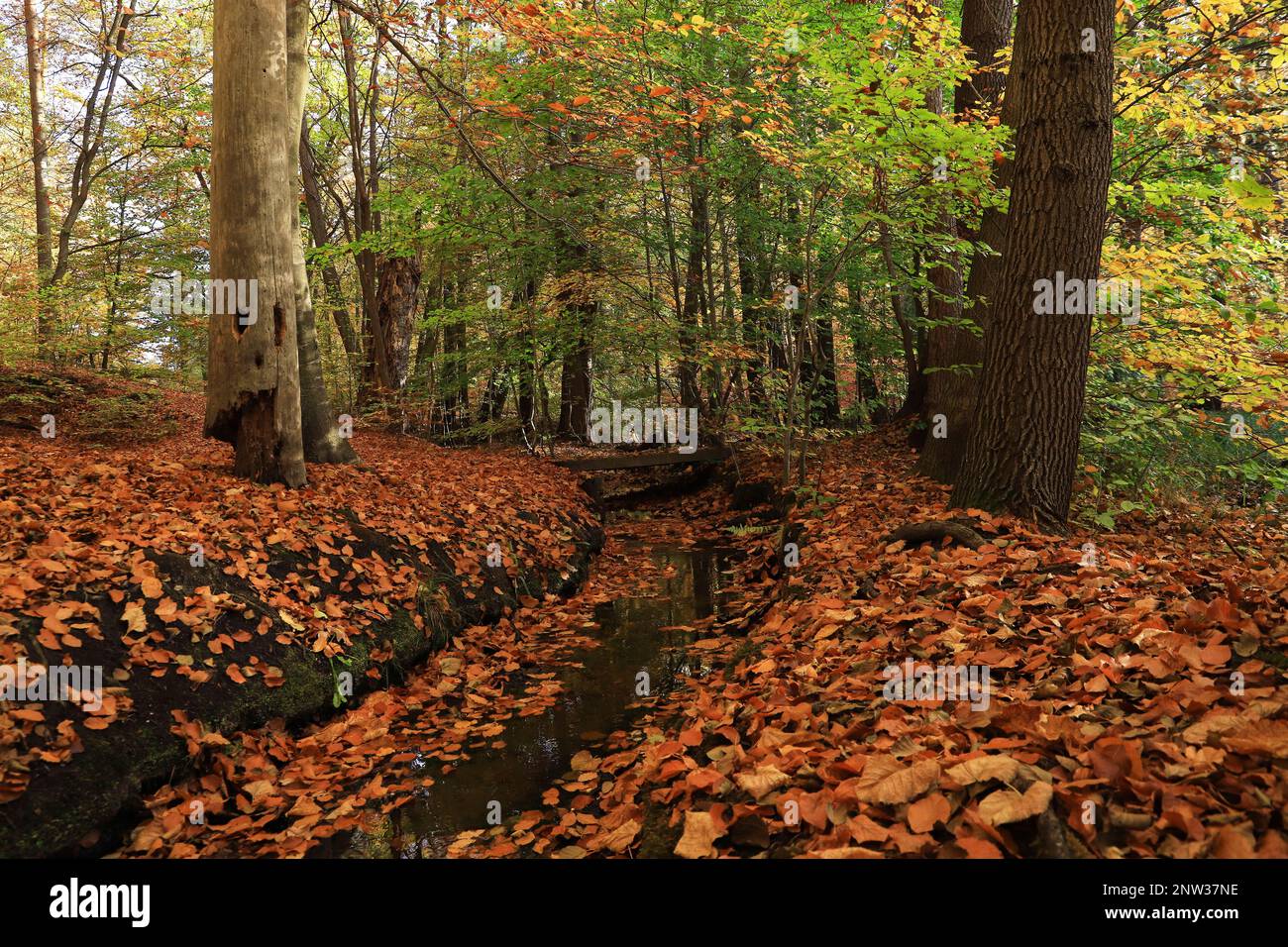 Der Mühlenteich (Mühlenteich) im Herbst auf der Burg Dammsmühle, Bundesland Brandenburg - Deutschland Stockfoto