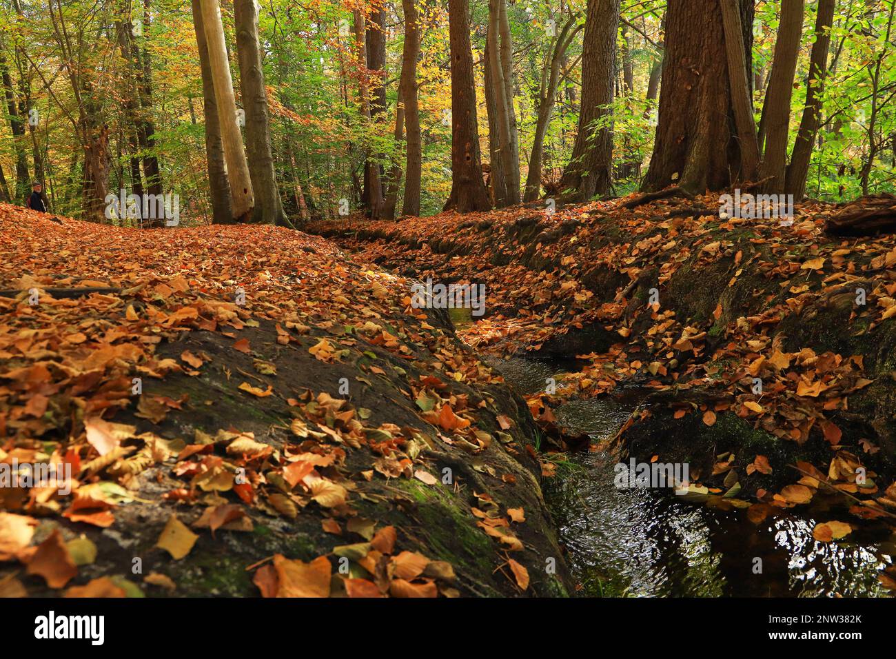 Der Mühlenteich (Mühlenteich) im Herbst auf der Burg Dammsmühle, Bundesland Brandenburg - Deutschland Stockfoto