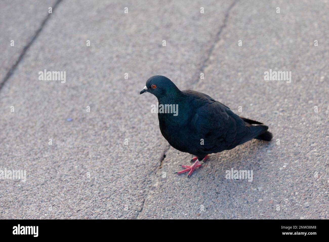 Die Felsentaube, Felsentaube oder gewöhnliche Taube (Columba livia) gehört zur Vogelfamilie Columbidae (Tauben und Tauben). Dieser Vogel ist allgemein üblich Stockfoto