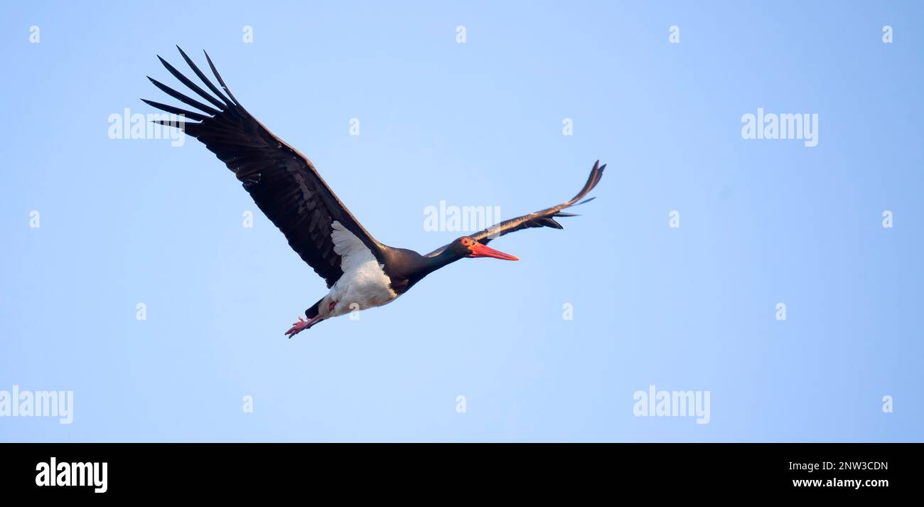 Schwarzstorch-Zikonie fliegt über den blauen Himmel, um zu jagen, das beste Foto. Stockfoto