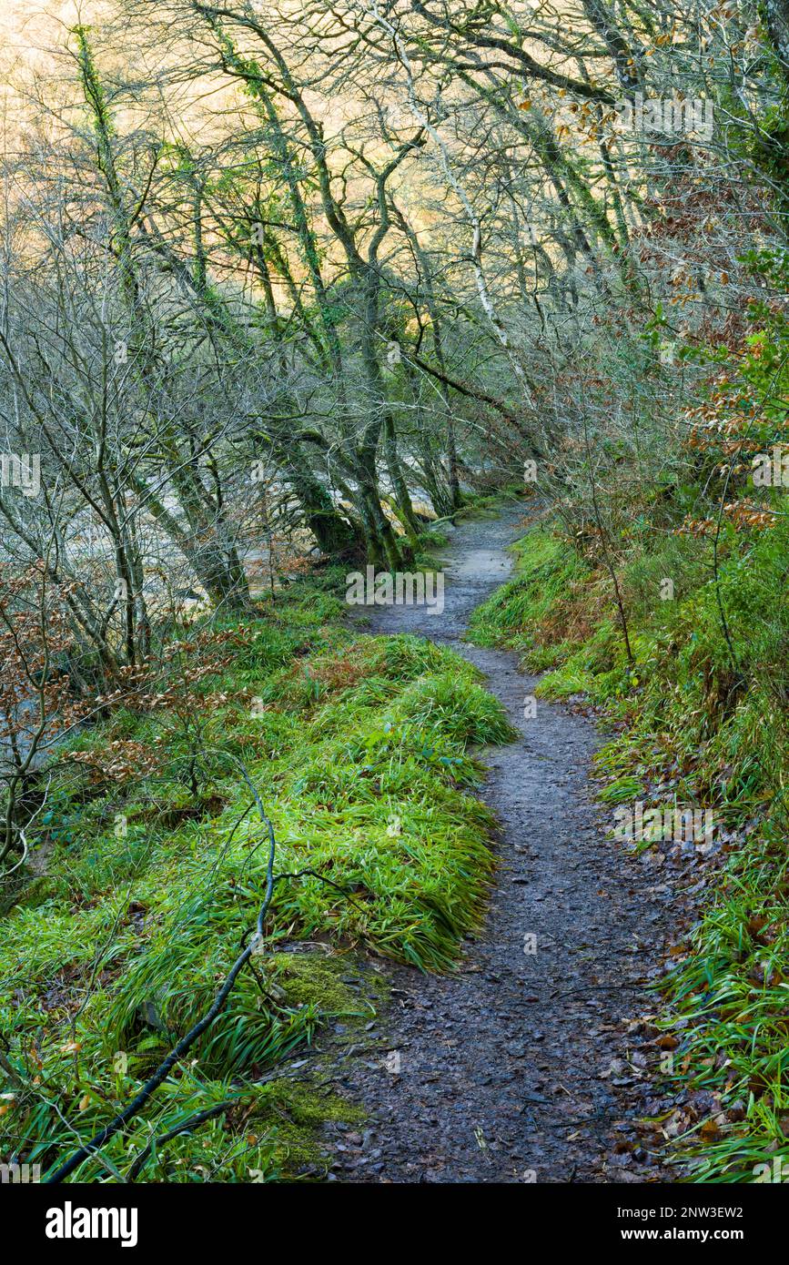 Der Fu weg Am Ufer Des Flusses Barle In Burridge Woods Bei Dulverton Im Der Fu weg Am Ufer Des Flusses Barle In Burridge Woods Bei Dulverton Im