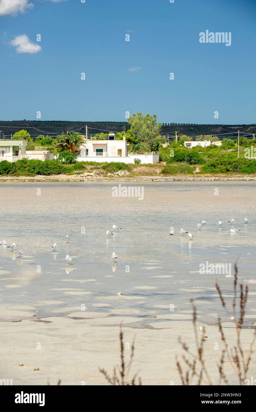 Das Naturschutzgebiet Salina dei Monaci, Torre Colimena, Apulien, Italien Stockfoto