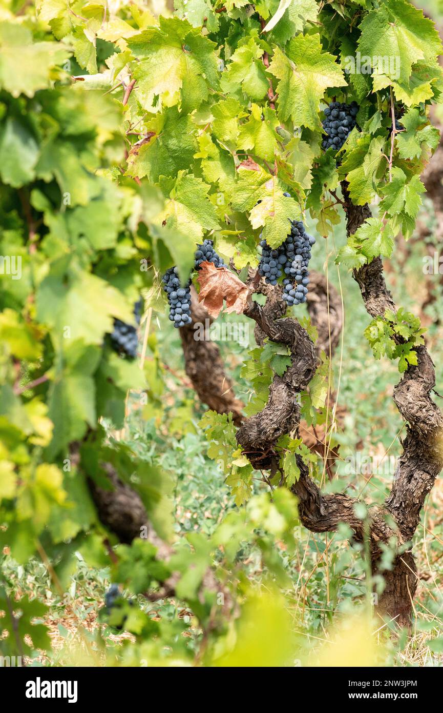 Primitivo-Trauben, die in Mandurien, Apulien, Italien, geerntet werden können Stockfoto