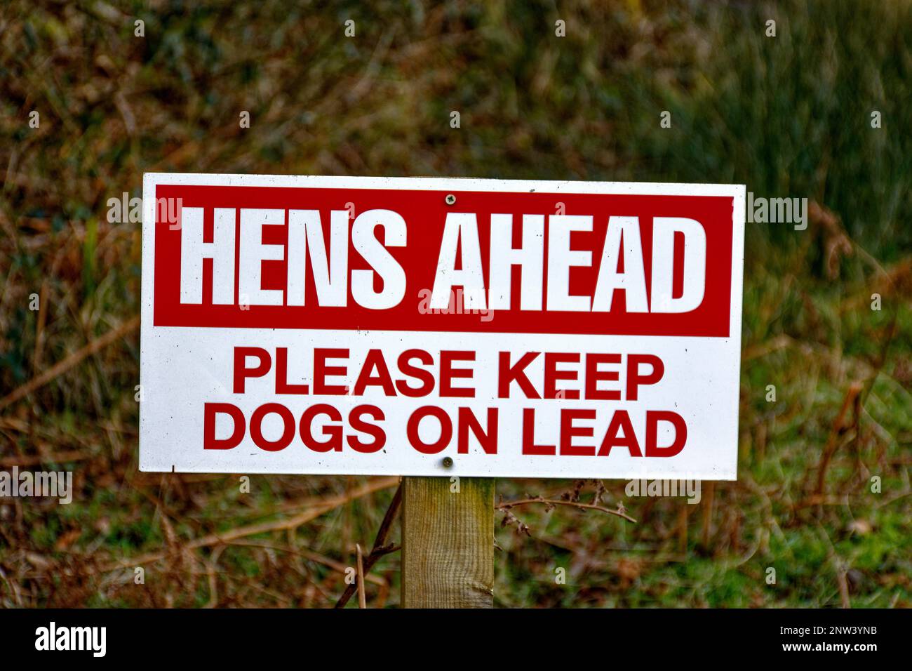 STRASSENSCHILD HENNEN VORAUS, BITTE HALTEN SIE DIE HUNDE AUF BLEI Stockfoto