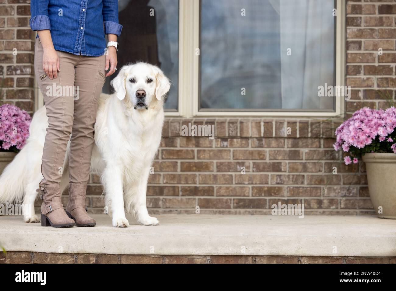 Ein englischer cremefarbener Retriever, der neben seiner hundemutter auf einer Backsteinterrasse steht Stockfoto