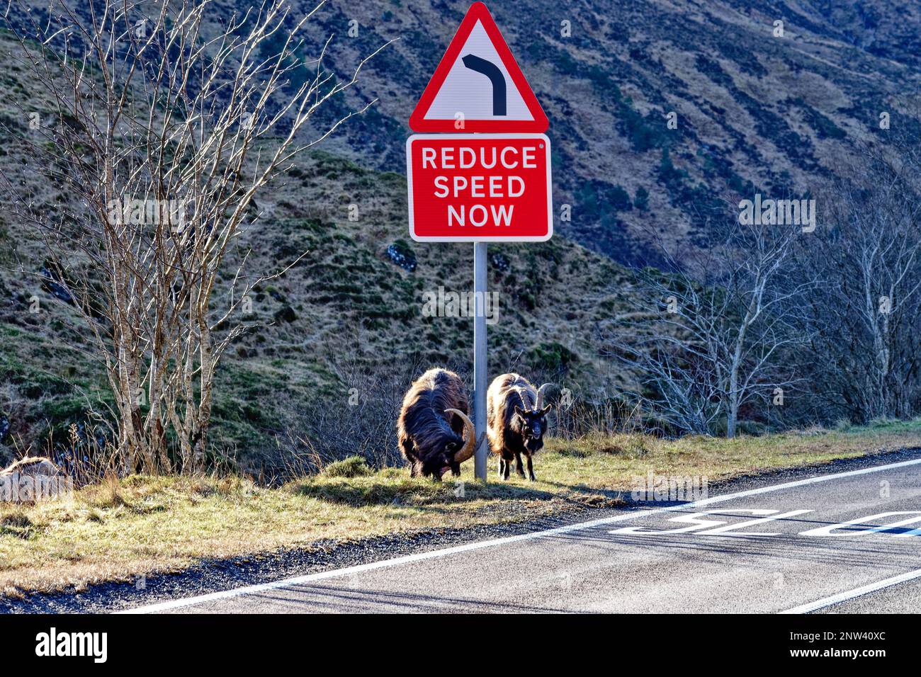Wilde Ziegen Westküste Schottland weidet am Straßenrand unter dem Schild „Reduce Speed Now“ Stockfoto