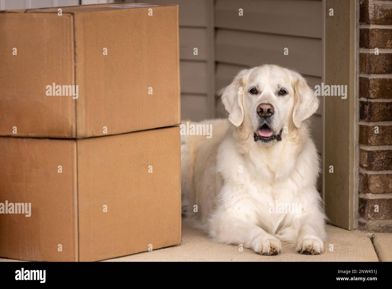 Ein englischer goldener Retriever liegt auf einer Veranda neben einigen Paketen Stockfoto