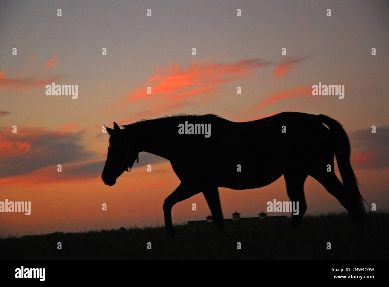 Ein junges Pferd wandert bei Sonnenuntergang durch die Felder Stockfoto