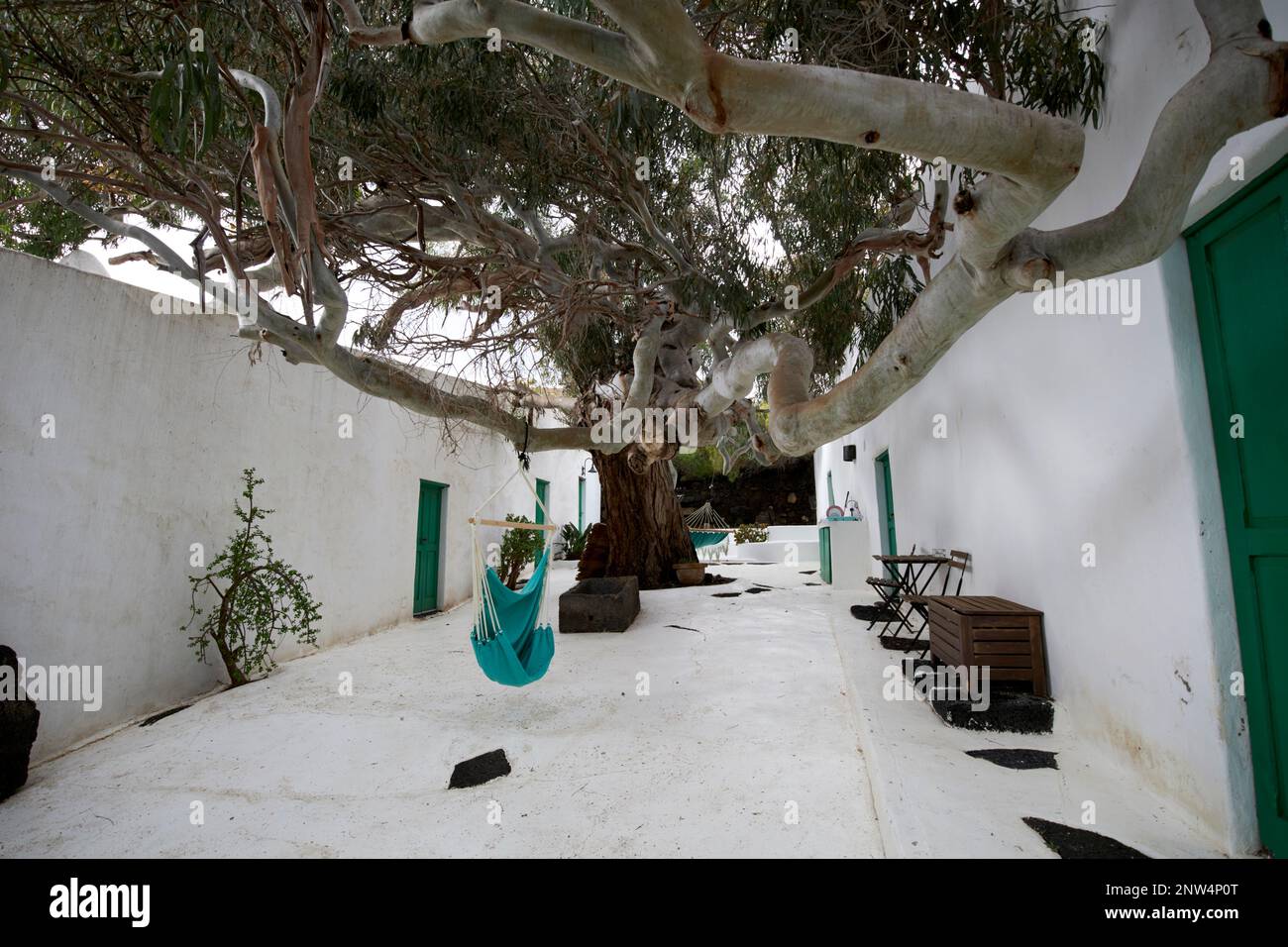 Großer Eukalyptusbaum im Innenhof des traditionellen Bauernhauses der Finca, weiß getünchtes historisches Wohnhaus in Lanzarote, Kanarische Inseln, Spanien Stockfoto
