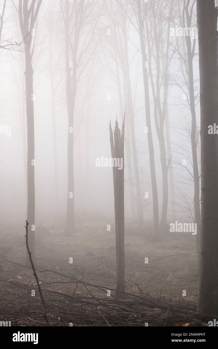 Nebeliger Wald mit Sonnenstrahlen. Nebiges Holz und Sonnenlicht. Stockfoto