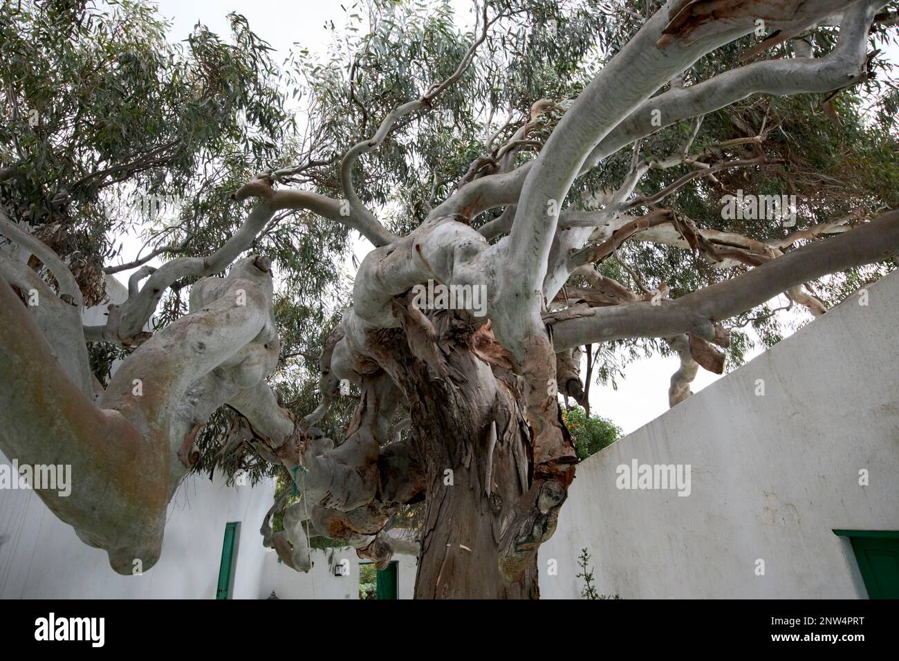 Großer Eukalyptusbaum im Innenhof des traditionellen Bauernhauses der Finca, weiß getünchtes historisches Wohnhaus in Lanzarote, Kanarische Inseln, Spanien Stockfoto