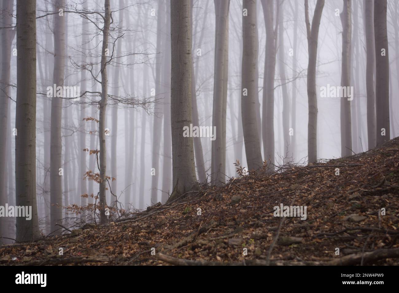 Nebeliger Wald mit Sonnenstrahlen. Nebiges Holz und Sonnenlicht. Stockfoto