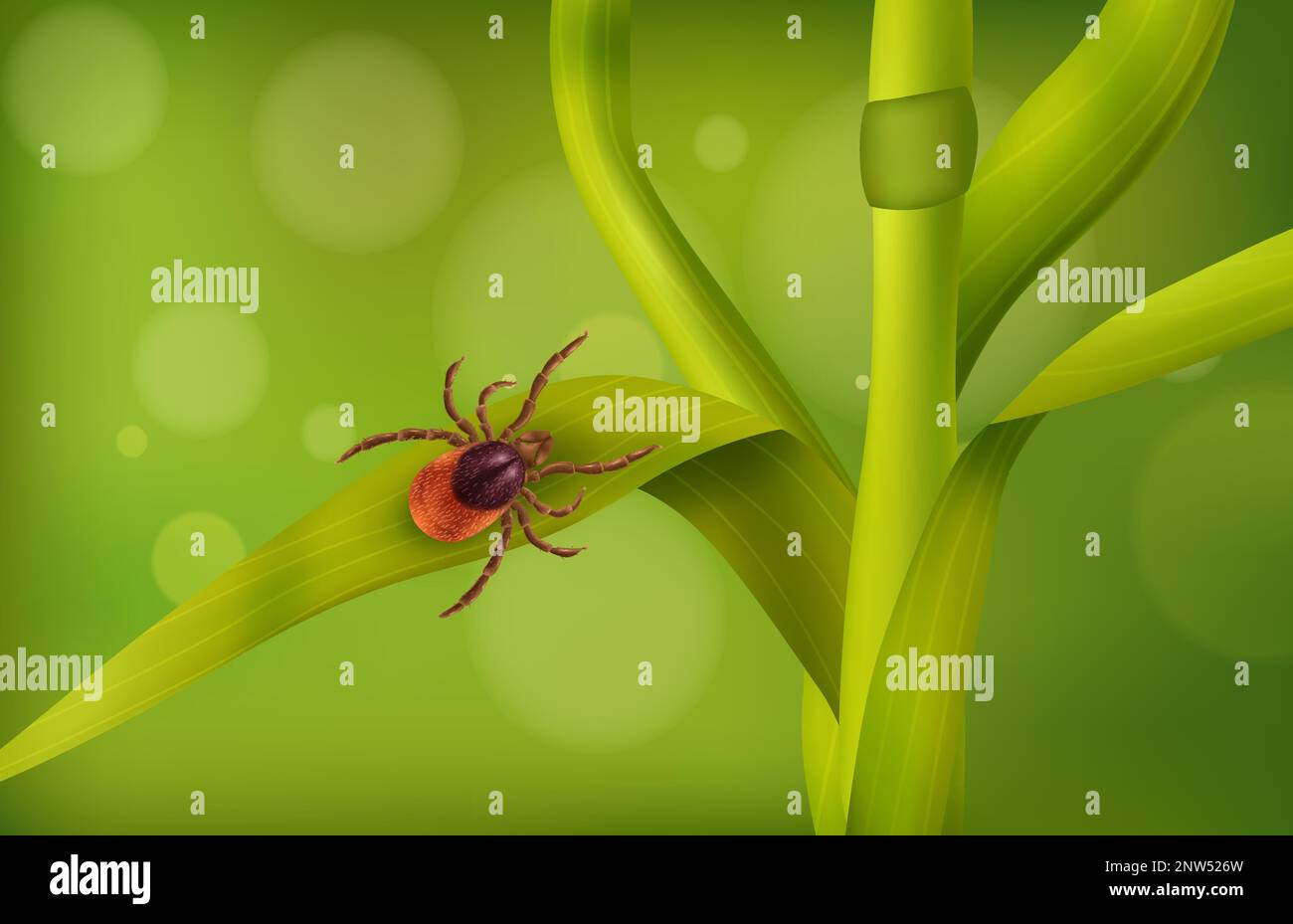 Realistische Zusammensetzung von Spinnenmilbengras mit Insekten, die auf Grashalmen im Wald kriechen. Vektordarstellung Stock Vektor