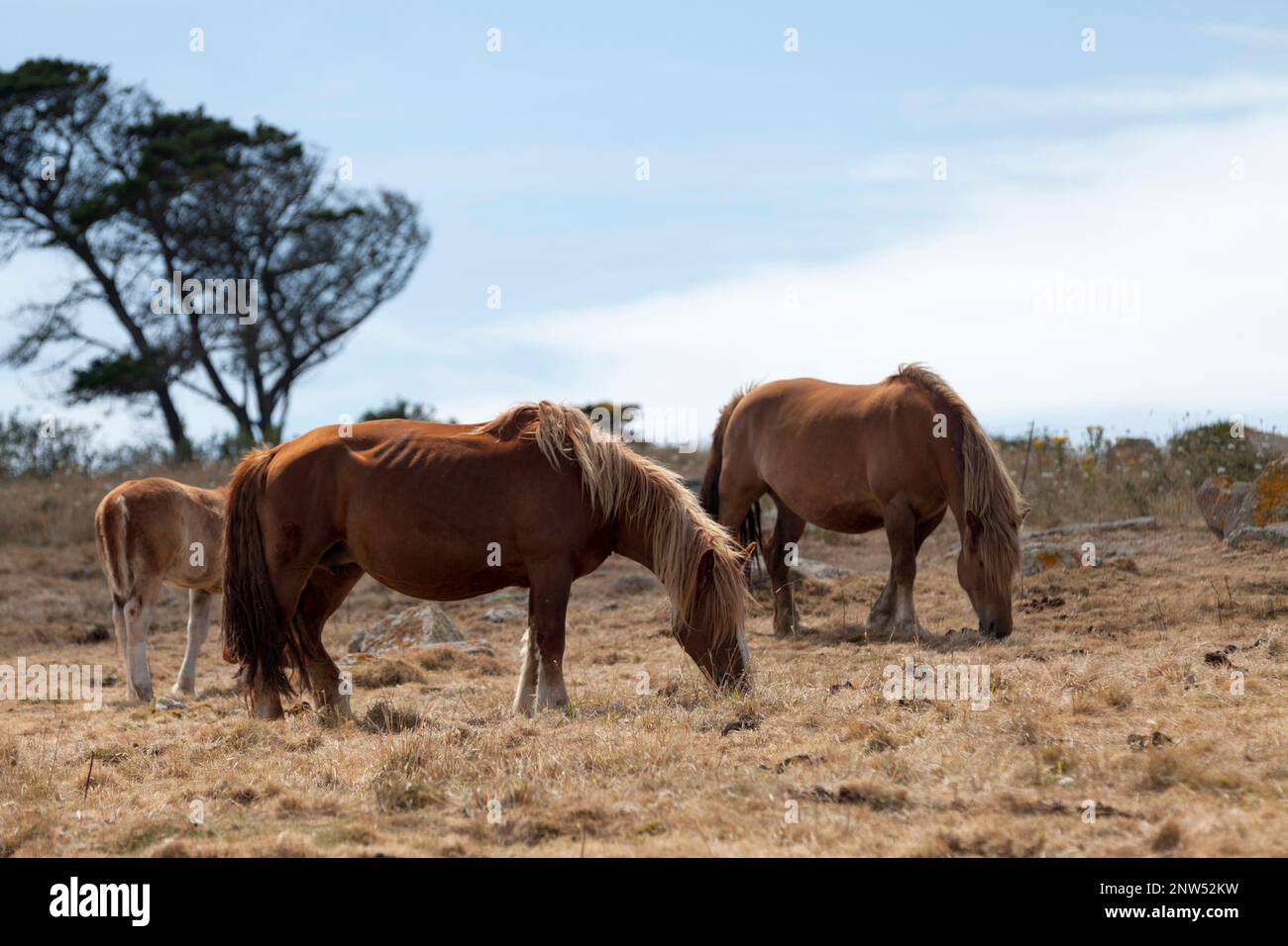 Das Postier Breton, ein Juwel in der Krone des Viehbestandes, war ursprünglich ein Postpferd, das sowohl zum Teaming als auch zur Feldarbeit verwendet wurde. Stockfoto