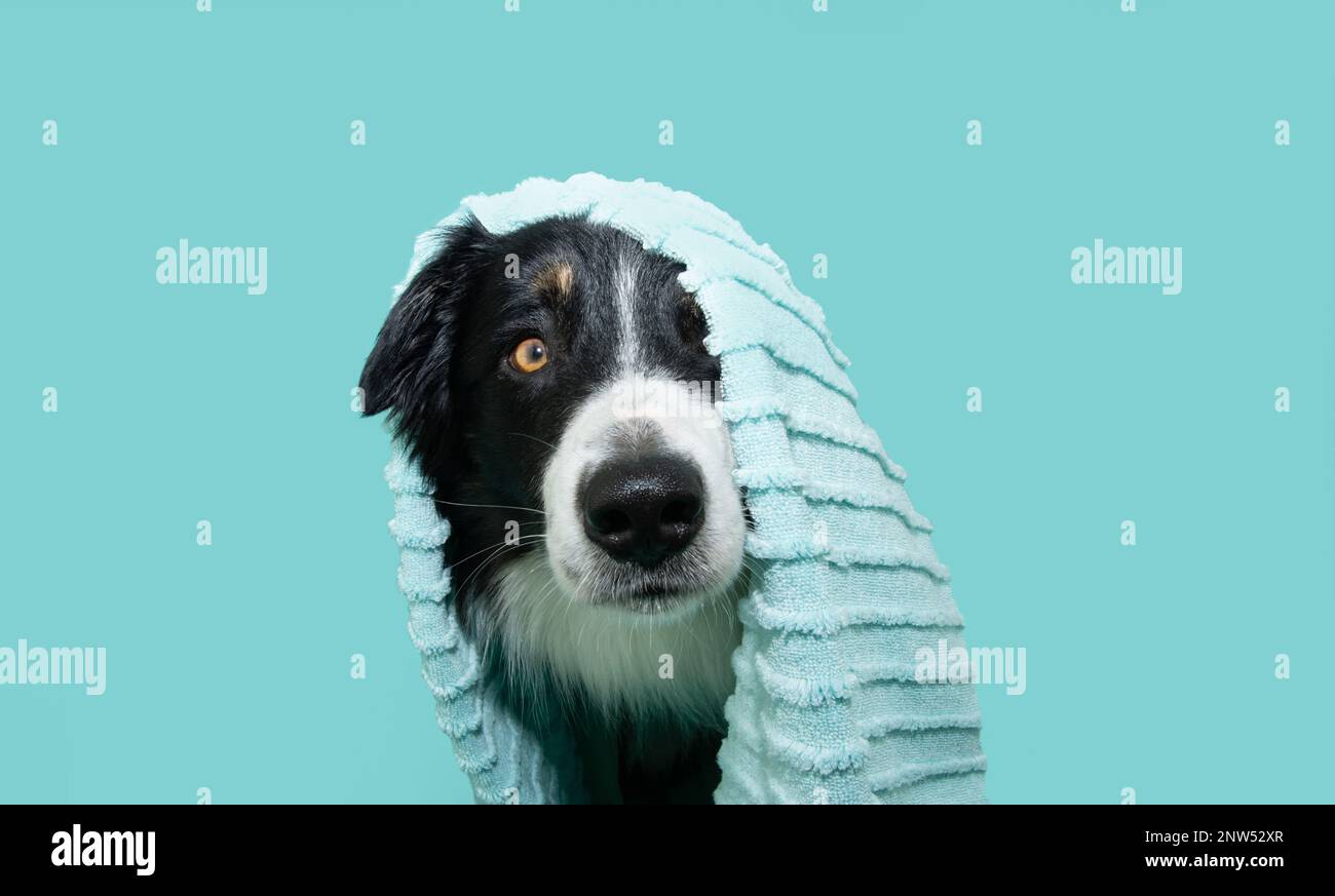 Welpen-Sommer. Border Collie, nach dem Duschen mit einem Handtuch eingewickelt. Isoliert auf blauem Backgorund Stockfoto