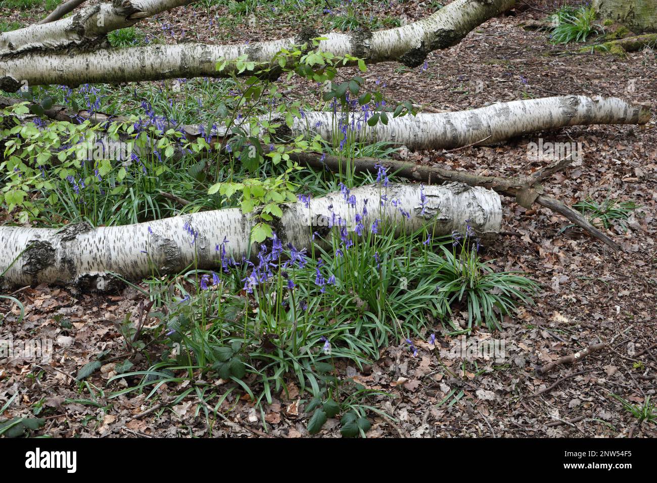 Äste auf dem Boden, Ecclesall Woods Sheffield England Großbritannien in Springtime Biodiversität Stockfoto