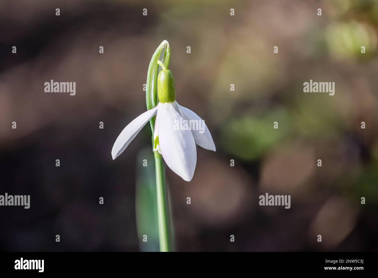 Ein einziger Schneefall (Galanthus) in voller Blüte in der Sonne Stockfoto