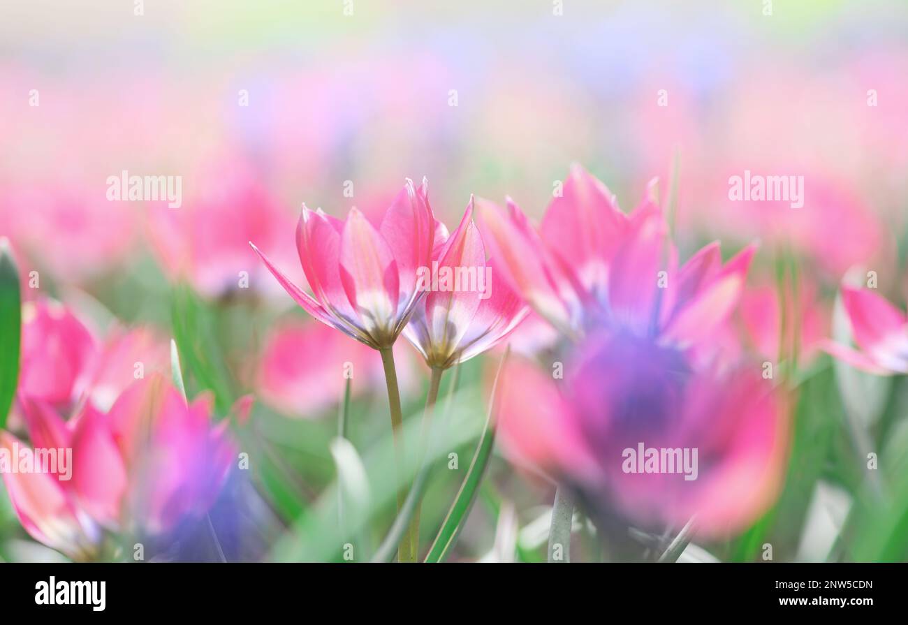 Wunderschöne Wiese mit rosa, leuchtend blühenden Tulpen im Panorama der Sonne aus nächster Nähe. Makro mit Weichzeichner. Vorlage für Frühlings-Grußkarte mit Blumenmuster. Pastellfarbene wa Stockfoto