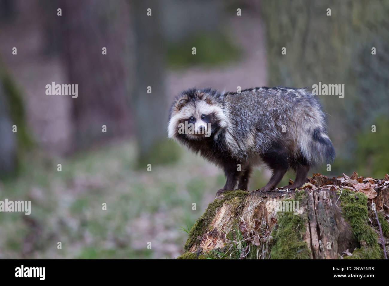 Marderhund, Nyctereutes procyonoides, Marderhund Stockfoto