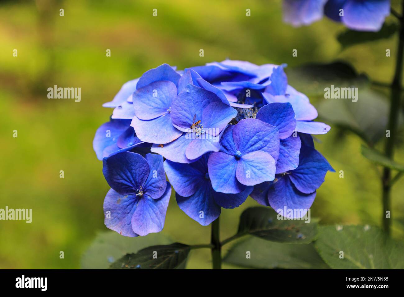 Der Blütenkopf einer „Mopp Head“ Hydrangea, Hydrangea macrophylla „Blue Ball“, England, Großbritannien Stockfoto