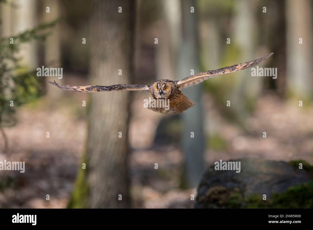 Waldohreule, ASIO otus, Langohreule Stockfoto