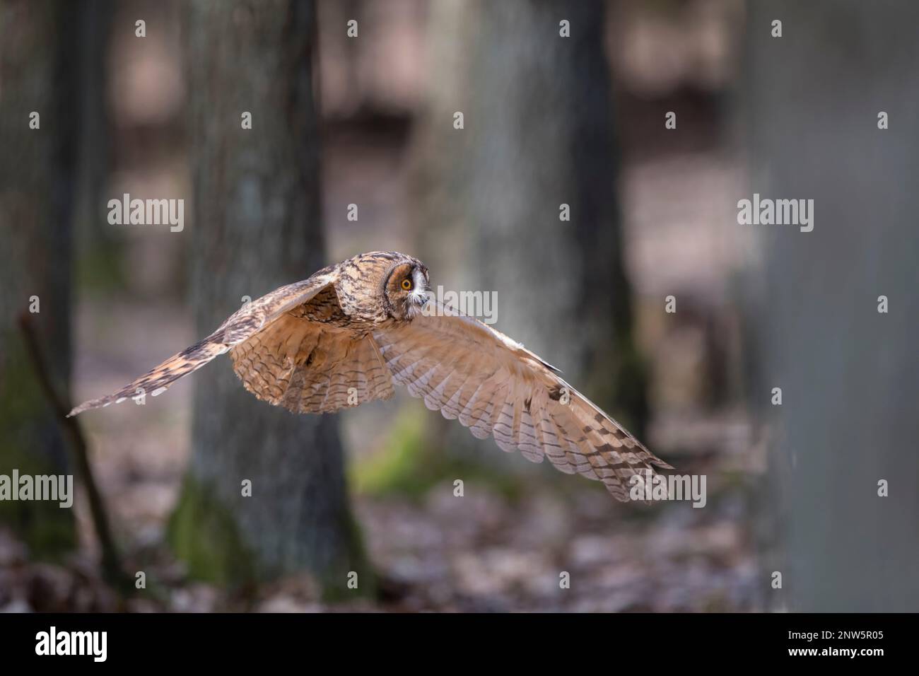 Waldohreule, ASIO otus, Langohreule Stockfoto