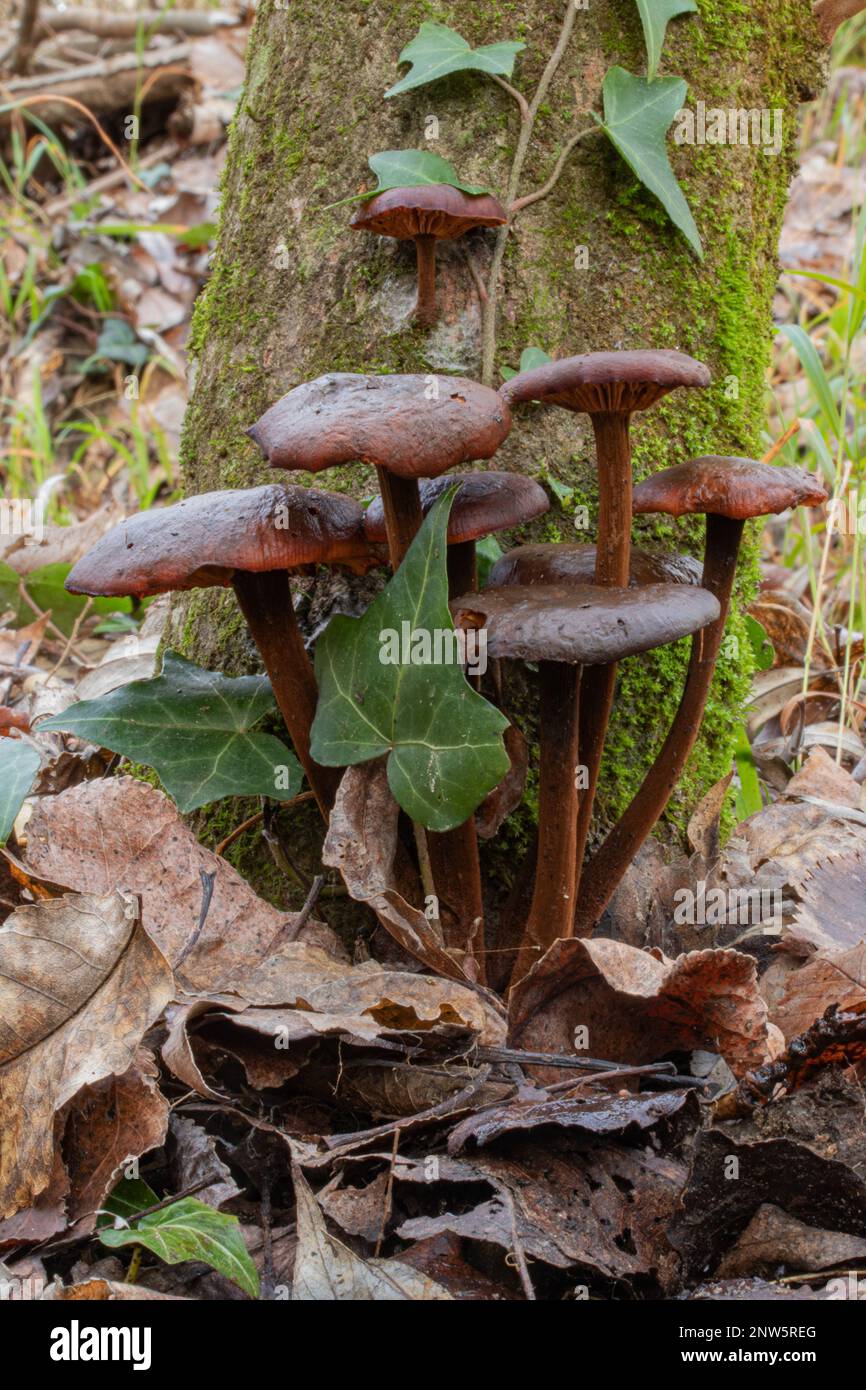 Winterpilz Cortinarius cinnamomeus Stockfoto