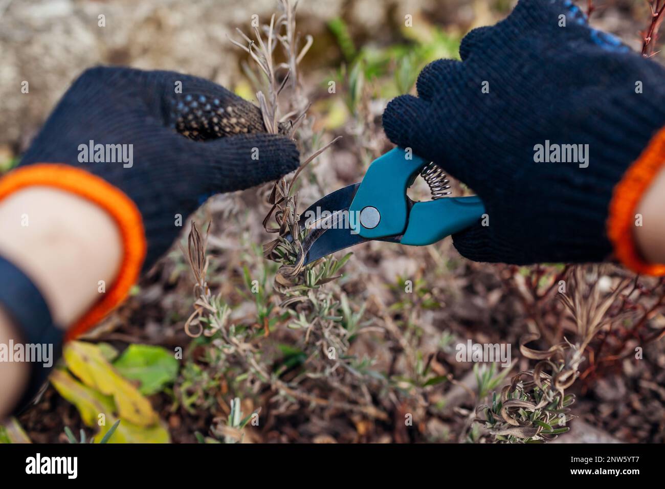 Schneiden von trockenen Lavendelspitzen nach dem Winter im Frühlingsgarten mit einer Scheren. Gärtner kümmert sich um Pflanzen im Freien Schneid Busch mit Schere Stockfoto