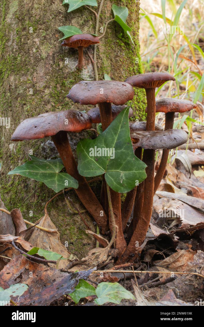 Winterpilz Cortinarius cinnamomeus Stockfoto