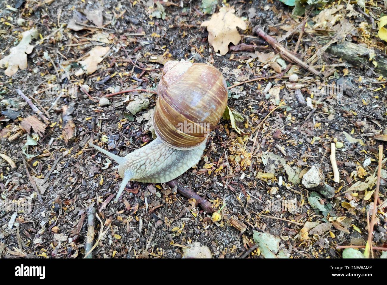 Nahaufnahme einer Helix pomatia (gebräuchliche Namen: Römische Schnecke, Burgunder Schnecke, essbare Schnecke oder Escargot). Stockfoto
